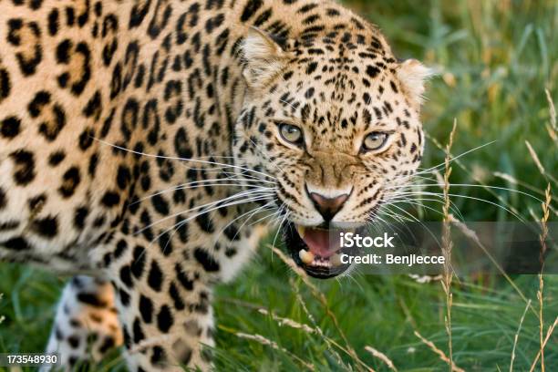 Foto de Angry De Leopardo e mais fotos de stock de Leopardo - Leopardo, Raiva - Emoção negativa, Animal