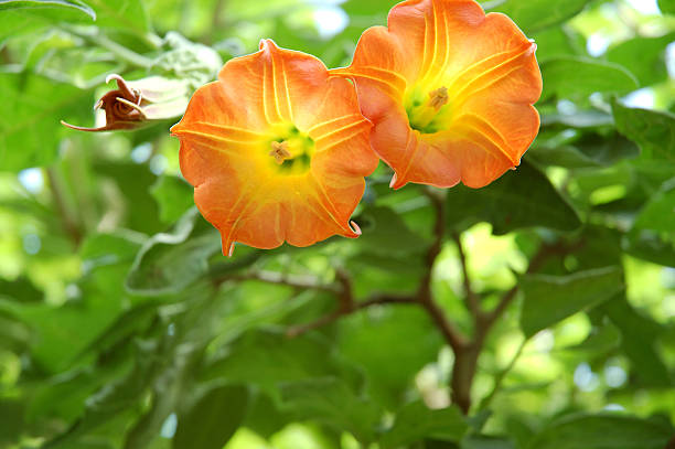 Flor de laranjeira - foto de acervo