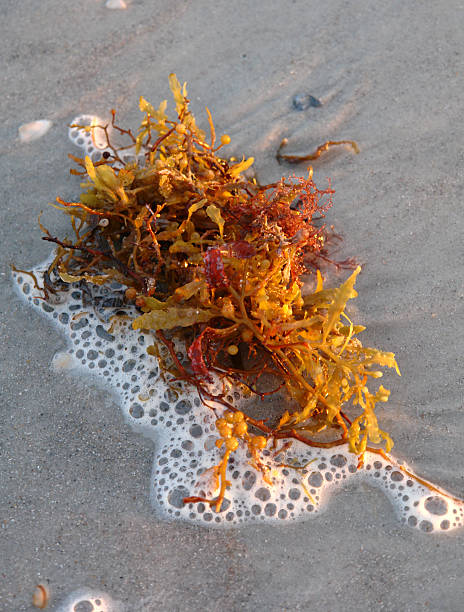 istock Beach And Washed Up Seaweed 173549345