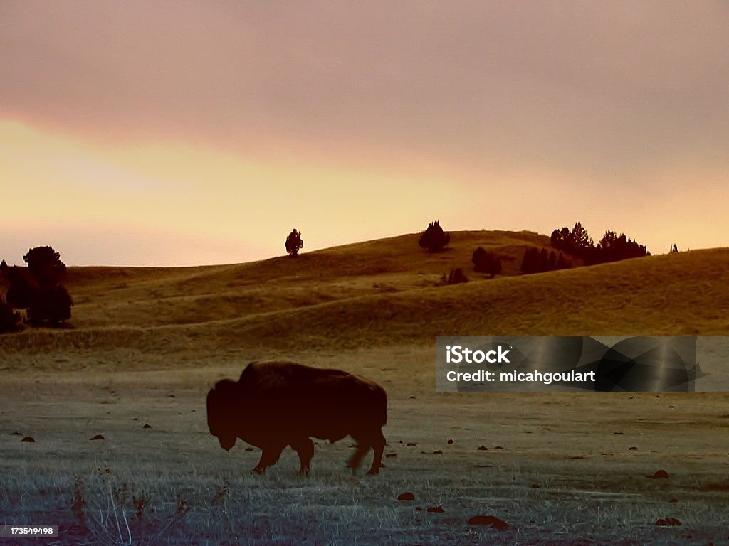 Buffalo in Roaming - Foto stock royalty-free di Animale