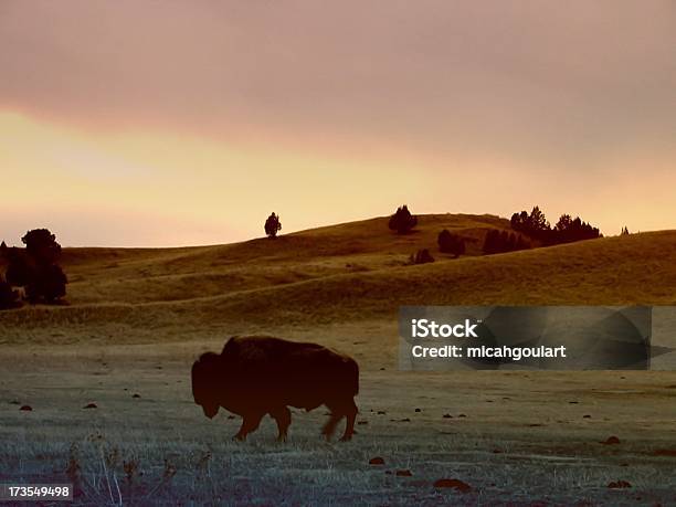 Buffalo In Roaming - Fotografie stock e altre immagini di Animale - Animale, Badlands, Composizione orizzontale