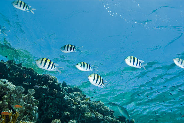 istock Small school of Sergeant major fish in the shallows. 173549789
