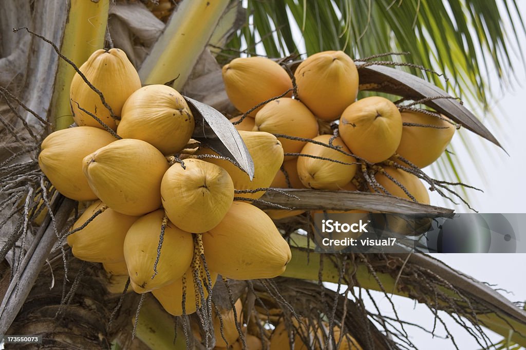 Jaune de coco - Photo de Aliment libre de droits
