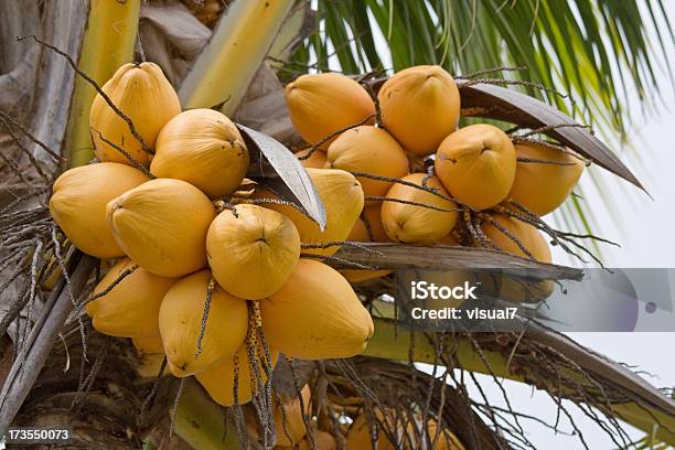 Photo libre de droit de Jaune De Coco banque d'images et plus d'images libres de droit de Aliment - Aliment, Aliments et boissons, Arbre