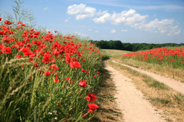 istock Road through poppy field 173550227