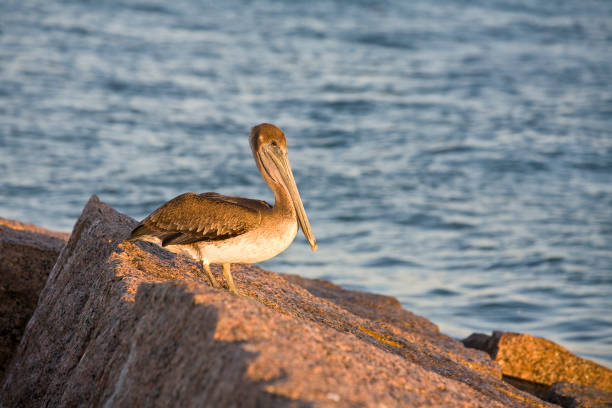 Pelican on the Rocks stock photo