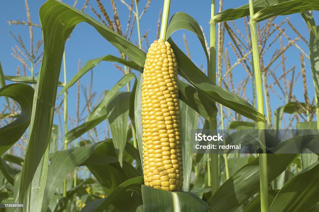 corn cob - Foto de stock de Campo - Tierra cultivada libre de derechos
