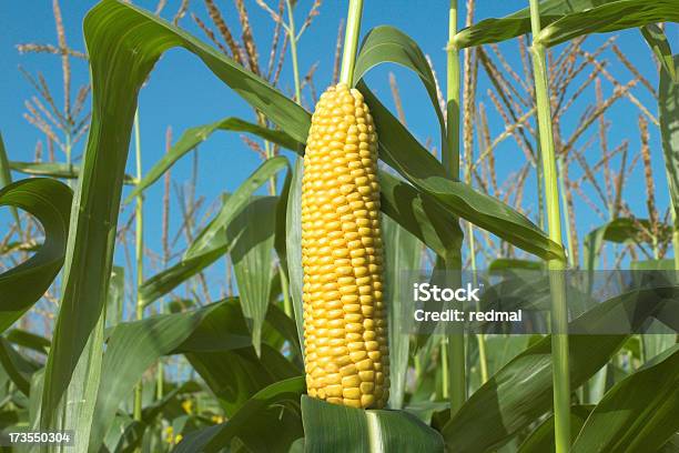 Corn Cob Foto de stock y más banco de imágenes de Campo - Tierra cultivada - Campo - Tierra cultivada, Granja, Maíz - Alimento