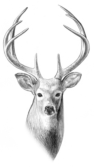 sketch of a buck's head. more humane than shooting...