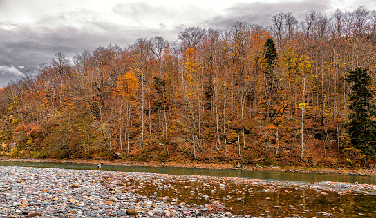 Mountain river Belaya in the Republic of Adygea. One bank of the river is covered with large stones and pebbles. The other bank on the mountainside is covered with dense forest. The month of November, deep autumn, the leaves on the trees are bright orange. Cloudy clouds in the sky