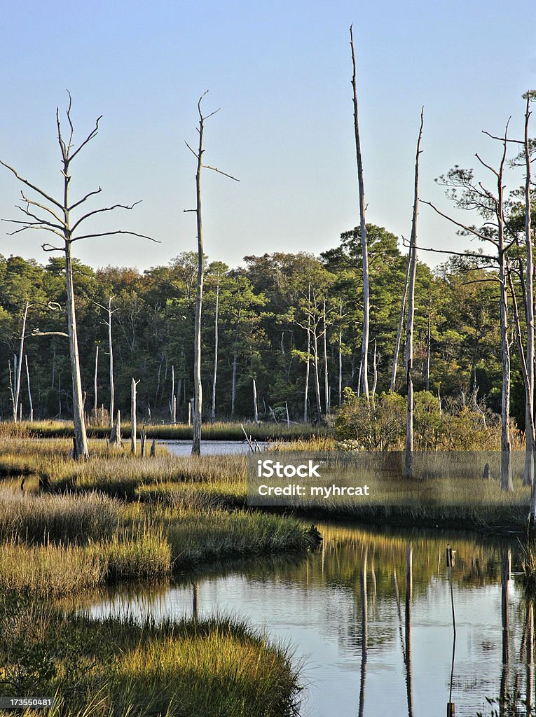 Beauty of First Landing "A lovely fall day at First Landing State Park, VA Beach, USA." State Park Stock Photo