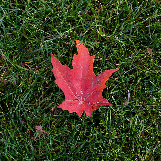 Red leaf on the grass. stock photo