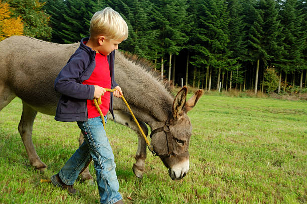 boy leads a donkey - åsnedjur bildbanksfoton och bilder