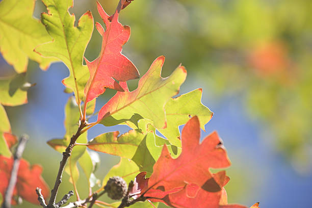 istock Colorful Oak leaves 173550655