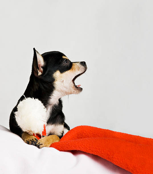 en attendant noël boîte est soo ennuyeux. - chihuahua dog pets yawning photos et images de collection