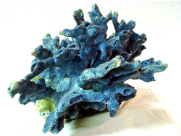 ブルーコーラル - corel reef ストックフォトと画像
