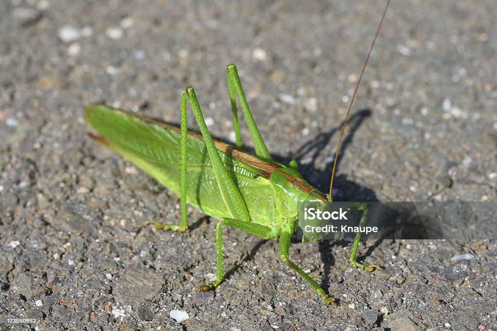 Cavalletta verde - Foto stock royalty-free di Animale