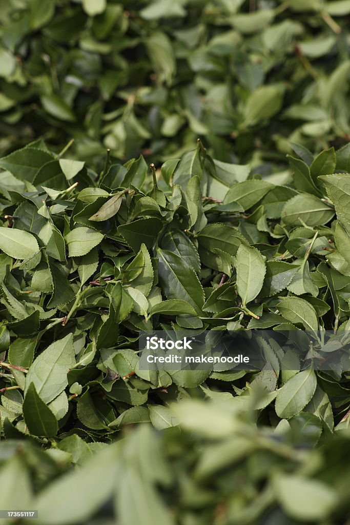 신선한 중국 잎차 - 로열티 프리 녹색 스톡 사진
