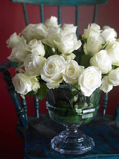 Blanco rosas - foto de stock