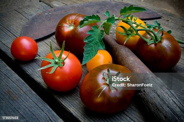 색상화 토종 토마토 오래된 정원이 도구입니다 0명에 대한 스톡 사진 및 기타 이미지 - 0명, 노랑, 녹슨