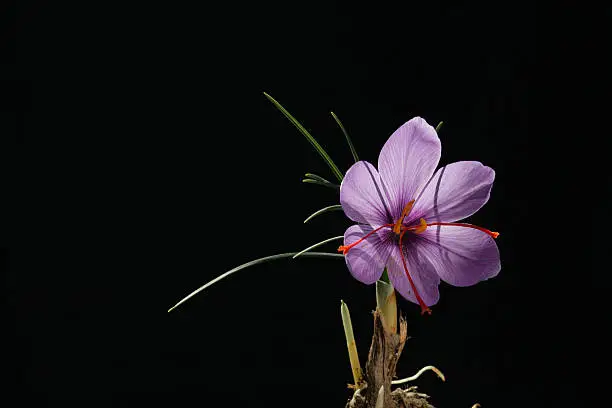 Saffron Flower. Safranbolu in Turkey