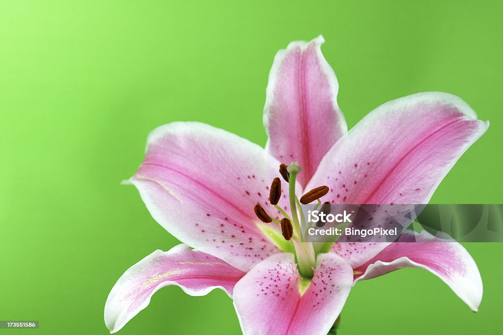 Pink Lilium Stargazer auf Grün - Lizenzfrei Abstrakt Stock-Foto