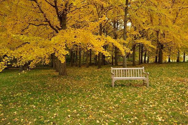 banco no outono ginkgo tree grove panorâmica - virginia ginkgo tree tree autumn - fotografias e filmes do acervo