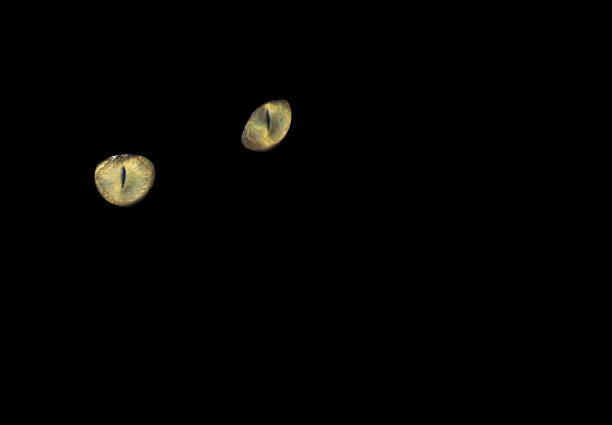 Eyes in the Darkness Eyes in the darkness. Space for copy. creepy glowing eyes stock pictures, royalty-free photos & images