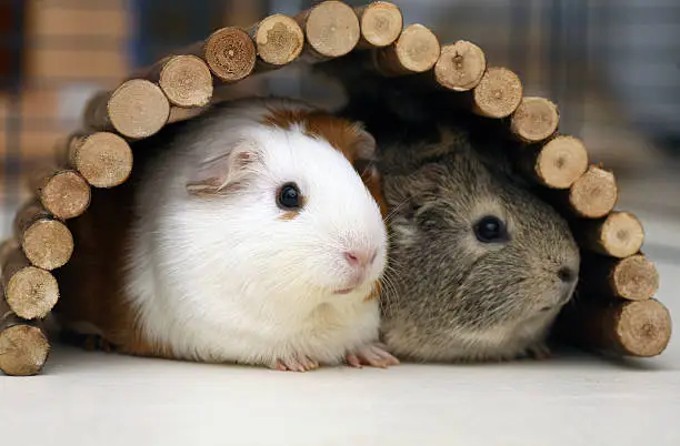 Two baby guinea pigs cuddling under shelter bridge