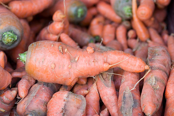 carottes bio véritablement - knobbly photos et images de collection