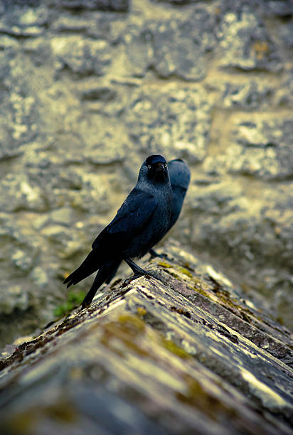 istock Two Crows on Castle wall, Cahir, Tipperary Ireland 173552289