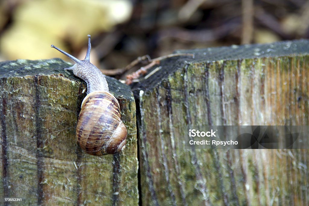 Snail Climbing a Fence "A snail makes it to the top of a fence, and has a look around. Critical focus on his neck. Could be a metaphor for business success, or the corporate ladder, or something. Plenty of copy space.Check out the rest of my" Animal Stock Photo