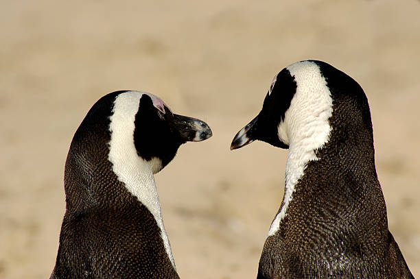 Water cooler gossip stock photo