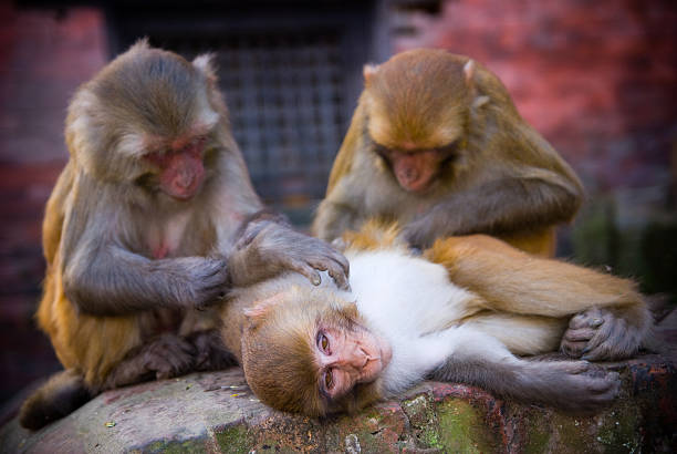Grooming Monkeys stock photo
