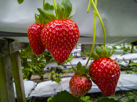 Four sweet and fresh red strawberries in a strawberry farm, Cameron Highlands.