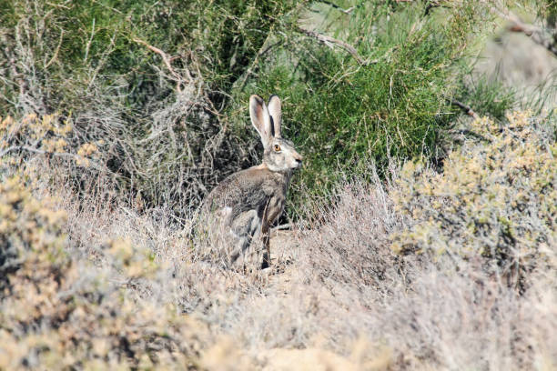 istock Tolai hair (Lepus tolai) sitting in saxaul forest 1735524658