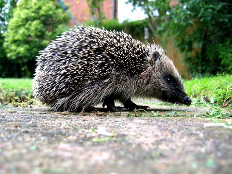 A young hedgehog explores an English garden.