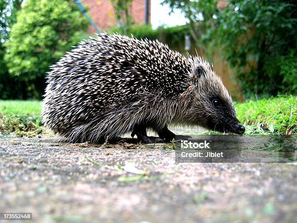 The Garden Visitor Stock Photo - Download Image Now - Hedgehog, UK, Baby - Human Age