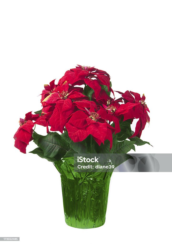 pointsettia planta - Foto de stock de Celebración - Acontecimiento libre de derechos