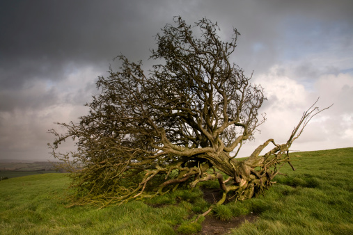 An isolated tree literally toppled over by the wind. This shot is unsharpened and there is some motion blur in a few of the outer branches.