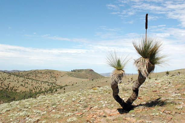 Grass Tree - Flinders Ranges stock photo