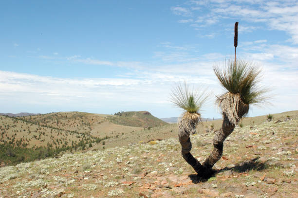 Grass Tree - Flinders Ranges A slow growing Grass Tree in Flinders Ranges.Aso known as Blackboy or Speartree (i think)Typical scene from Warraweena in the South Australian Flinders Ranges. blackboy trees stock pictures, royalty-free photos & images