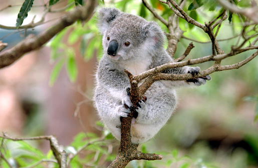 A koala is sitting on a tree branch. The tree is green and the sky is blue