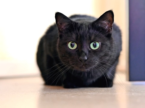 Cute black cat in the lurking. Horizontal image.