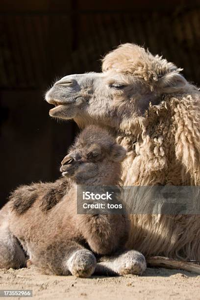 Foto de Camelo Com O Bebê e mais fotos de stock de Abraçar - Abraçar, Animal, Areia