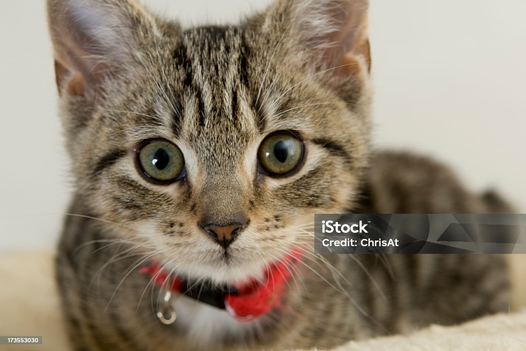 Cute wided eyed kitten looking at the camera Animal Stock Photo