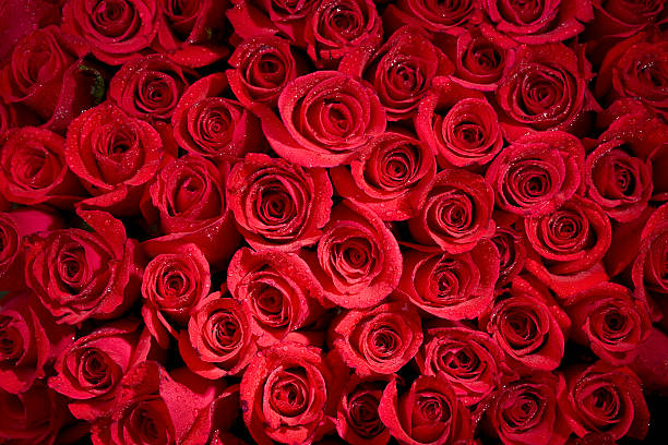 misty rose の背景 - dozen roses rose flower arrangement red ストックフォトと画像