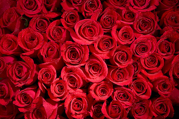 Misty Rose Background  dozen roses stock pictures, royalty-free photos & images