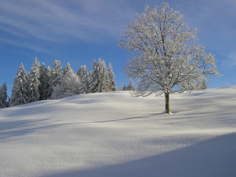 Snow-covered trees on a perfect winter day. 