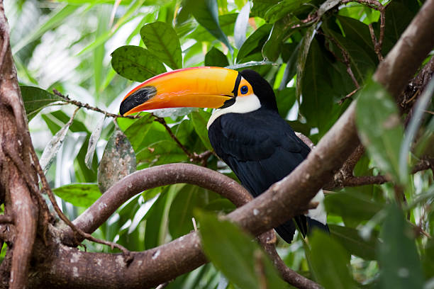 istock Toucan with a big yellowish orange beak on a tree branch 173553215